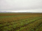 [sh_Sun Harvest (8).JPG]